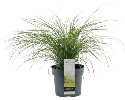 Zwerg-Chinaschilf FloraSelf Miscanthus Sinensis 'Cute One' H 10-30 Cm Co 3 L 3 Zwerg-Chinaschilf FloraSelf Miscanthus Sinensis 'Cute One' H 10-30 Cm Co 3 L