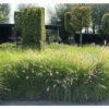 Lampenputzergras FloraSelf Pennisetum Alopecuroides 'Red Head' 20-40 Cm Co 3 L