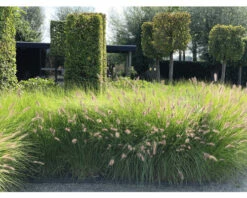 Lampenputzergras FloraSelf Pennisetum Alopecuroides 'Red Head' 20-40 Cm Co 3 L