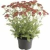 Schafgarbe FloraSelf Achillea Millefolium 'Red Beauty' H 10-60 Cm Co 3 L -Florasellf Geschaft DV 8 10365386 01 4c DE 20220719114652