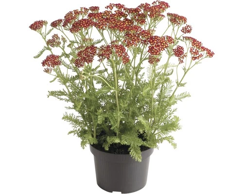 Schafgarbe FloraSelf Achillea Millefolium 'Red Beauty' H 10-60 Cm Co 3 L 3 Schafgarbe FloraSelf Achillea Millefolium 'Red Beauty' H 10-60 Cm Co 3 L