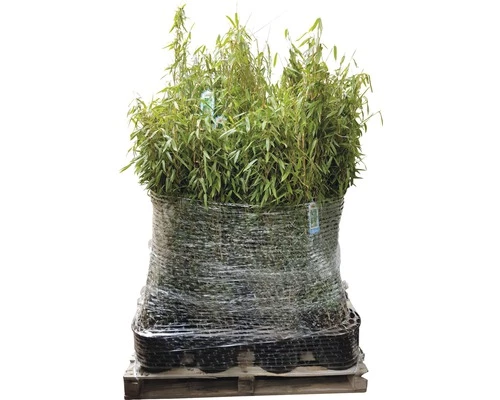 40 X Robuster Gartenbambus FloraSelf Fargesia Murielae 'Standing Stone' H 40-60 Cm Co 5 L Für Ca. 25 Lfm Hecke 4 40 X Robuster Gartenbambus FloraSelf Fargesia Murielae 'Standing Stone' H 40-60 Cm Co 5 L Für Ca. 25 Lfm Hecke – Bild 2