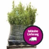 40 X Robuster Gartenbambus FloraSelf Fargesia Murielae 'Standing Stone' H 40-60 Cm Co 5 L Für Ca. 25 Lfm Hecke