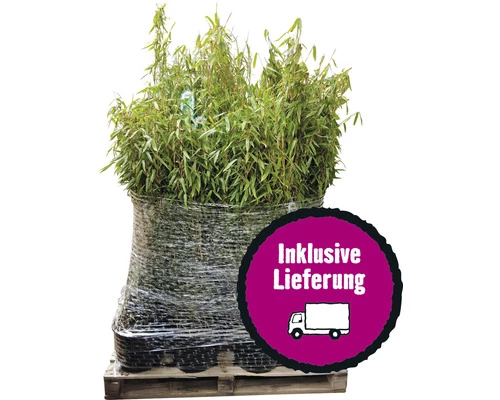 40 X Robuster Gartenbambus FloraSelf Fargesia Murielae 'Standing Stone' H 40-60 Cm Co 5 L Für Ca. 25 Lfm Hecke 3 40 X Robuster Gartenbambus FloraSelf Fargesia Murielae 'Standing Stone' H 40-60 Cm Co 5 L Für Ca. 25 Lfm Hecke