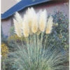 Silber-weiße Pampasgras FloraSelf Cortaderia Selloana H 10-40 Cm T 14 Cm 2 Silber-weiße Pampasgras FloraSelf Cortaderia Selloana H 10-40 Cm T 14 Cm -Florasellf Geschaft DV 8 10373340 01 4c DE 20220704121656