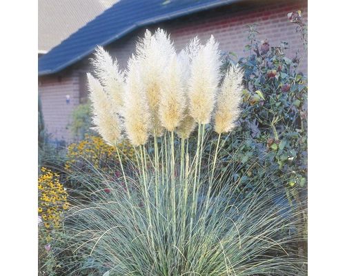 Silber-weiße Pampasgras FloraSelf Cortaderia Selloana H 10-40 Cm T 14 Cm 3 Silber-weiße Pampasgras FloraSelf Cortaderia Selloana H 10-40 Cm T 14 Cm
