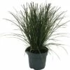 Rote Garten-Segge FloraSelf Carex Testacea 'Prairie Fire' H 5-15 Cm T 14 Cm -Florasellf Geschaft DV 8 10373369 01 4c DE 20210129094758