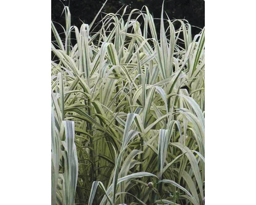 Buntblättriges Pfahlrohr FloraSelf Arundo Donax 'Variegata' H 30-100 Cm Co 6 L 4 Buntblättriges Pfahlrohr FloraSelf Arundo Donax 'Variegata' H 30-100 Cm Co 6 L – Bild 2