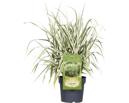 Buntblättriges Pfahlrohr FloraSelf Arundo Donax 'Variegata' H 30-100 Cm Co 6 L 3 Buntblättriges Pfahlrohr FloraSelf Arundo Donax 'Variegata' H 30-100 Cm Co 6 L
