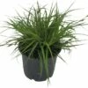 Segge FloraSelf Carex Oshimensis 'Green Wonder' H 5-30 Cm T 14 Cm 2 Segge FloraSelf Carex Oshimensis 'Green Wonder' H 5-30 Cm T 14 Cm -Florasellf Geschaft DV 8 10373510 01 4c DE 20210129094658