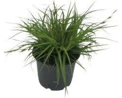 Segge FloraSelf Carex Oshimensis 'Green Wonder' H 5-30 Cm T 14 Cm