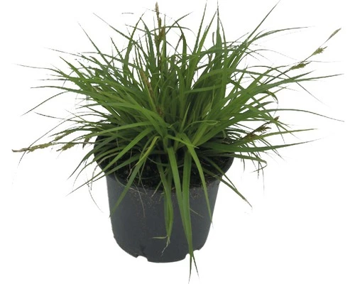 Segge FloraSelf Carex Oshimensis 'Green Wonder' H 5-30 Cm T 14 Cm 3 Segge FloraSelf Carex Oshimensis 'Green Wonder' H 5-30 Cm T 14 Cm
