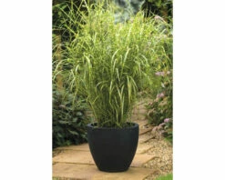 Zebraschilf Chinaschilf FloraSelf Miscanthus Sinensis 'Goldbreeze' H 10-80 Cm Co 3 L 9 Zebraschilf Chinaschilf FloraSelf Miscanthus Sinensis 'Goldbreeze' H 10-80 Cm Co 3 L -Florasellf Geschaft DV 8 10373519 01 4c DE 20220525131659