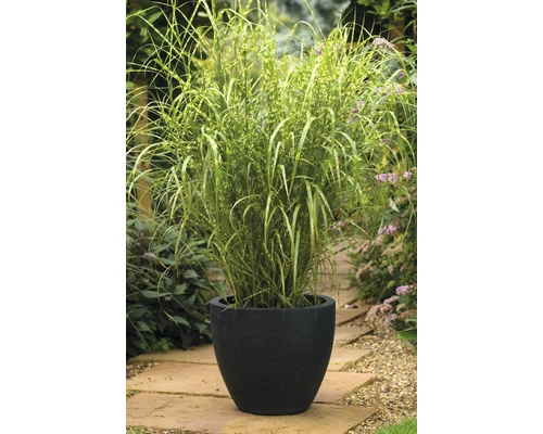 Zebraschilf Chinaschilf FloraSelf Miscanthus Sinensis 'Goldbreeze' H 10-80 Cm Co 3 L 5 Zebraschilf Chinaschilf FloraSelf Miscanthus Sinensis 'Goldbreeze' H 10-80 Cm Co 3 L – Bild 3