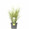 Zebraschilf Chinaschilf FloraSelf Miscanthus Sinensis 'Goldbreeze' H 10-80 Cm Co 3 L -Florasellf Geschaft DV 8 10373519 02 4c DE 20220525131659
