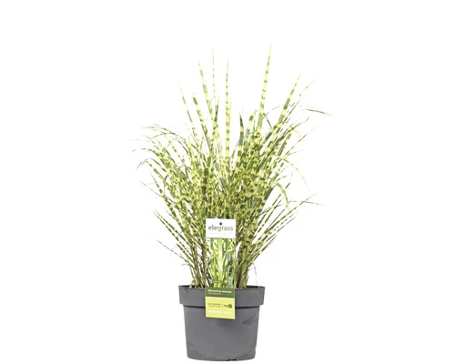 Zebraschilf Chinaschilf FloraSelf Miscanthus Sinensis 'Goldbreeze' H 10-80 Cm Co 3 L 3 Zebraschilf Chinaschilf FloraSelf Miscanthus Sinensis 'Goldbreeze' H 10-80 Cm Co 3 L
