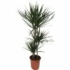 Drachenbaum FloraSelf Dracaena 'Marginata' H Ca. 130 Cm Ø 24 Cm Topf -Florasellf Geschaft DV 8 10380974 01 4c NL 20201223084758