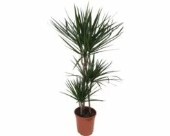 Drachenbaum FloraSelf Dracaena 'Marginata' H Ca. 130 Cm Ø 24 Cm Topf