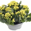 Flammendes Käthchen FloraSelf Kalanchoe Blosfeldiana H 15-20 Cm Ø 23 Cm Kunststoffplanzschale Gelb