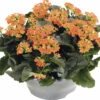 Flammendes Käthchen FloraSelf Kalanchoe Blosfeldiana H 15-20 Cm Ø 23 Cm Kunststoffplanzschale Orange -Florasellf Geschaft DV 8 10394917 01 4c DE 20220628051657