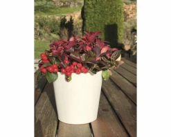 Torfmyrte FloraSelf Gaultheria Procumbens 'Big Berry' Ø 12 Cm Topf -Florasellf Geschaft DV 8 10397965 01 4c DE 20211004130615