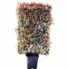 Glanzmispel Spalier FloraSelf Photinia Fraseri 'Robusta Compacta' H120 X B80 Cm Co 30 L 2 Glanzmispel Spalier FloraSelf Photinia Fraseri 'Robusta Compacta' H120 X B80 Cm Co 30 L -Florasellf Geschaft DV 8 10425496 01 4c CH 20210329151659