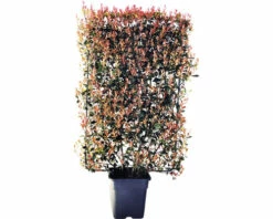 Glanzmispel Spalier FloraSelf Photinia Fraseri 'Robusta Compacta' H120 X B80 Cm Co 30 L