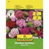 Bartnelke 'Double Mix' FloraSelf Samenfestes Saatgut Blumensamen -Florasellf Geschaft DV 8 10476051 01 4c AT 20220114084650
