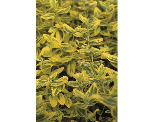 Gelbbunte Kriechspindel FloraSelf Euonymus Fortunei 'Emerald N Gold' H 5-15 Cm Co 1 L 4 Gelbbunte Kriechspindel FloraSelf Euonymus Fortunei 'Emerald N Gold' H 5-15 Cm Co 1 L – Bild 2