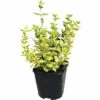 Gelbbunte Kriechspindel FloraSelf Euonymus Fortunei 'Emerald N Gold' H 5-15 Cm Co 1 L -Florasellf Geschaft DV 8 10485009 02 4c DE 20220219224335