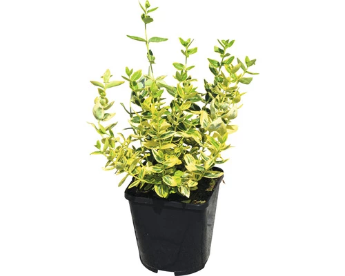 Gelbbunte Kriechspindel FloraSelf Euonymus Fortunei 'Emerald N Gold' H 5-15 Cm Co 1 L 3 Gelbbunte Kriechspindel FloraSelf Euonymus Fortunei 'Emerald N Gold' H 5-15 Cm Co 1 L