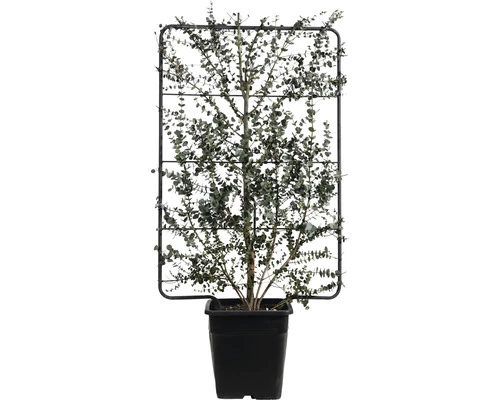 Mostgummi-Eukalyptus Spalier FloraSelf Eucalyptus Gunnii 'Azura' H120 X B80 Cm Co 30 L 3 Mostgummi-Eukalyptus Spalier FloraSelf Eucalyptus Gunnii 'Azura' H120 X B80 Cm Co 30 L