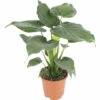 Alocasie, Pfeilblatt FloraSelf Alocasia Cucullata H 90-100 Cm Ø 21 Cm Topf