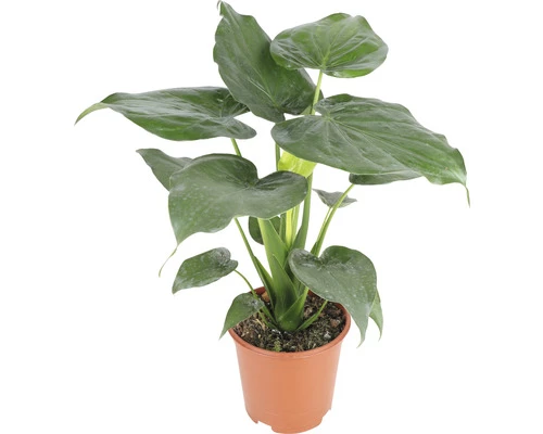 Alocasie, Pfeilblatt FloraSelf Alocasia Cucullata H 90-100 Cm Ø 21 Cm Topf 3 Alocasie, Pfeilblatt FloraSelf Alocasia Cucullata H 90-100 Cm Ø 21 Cm Topf