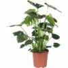 Fensterblatt FloraSelf Monstera Deliciosa Busch H 85-100 Cm Ø 21 Cm Topf 1 Fensterblatt FloraSelf Monstera Deliciosa Busch H 85-100 Cm Ø 21 Cm Topf -Florasellf Geschaft DV 8 10496717 01 4c DE 20220511111758