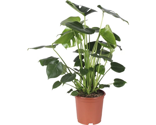 Fensterblatt FloraSelf Monstera Deliciosa Busch H 85-100 Cm Ø 21 Cm Topf 3 Fensterblatt FloraSelf Monstera Deliciosa Busch H 85-100 Cm Ø 21 Cm Topf