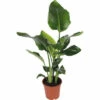 Baumstrelitzie FloraSelf Strelitzia Nicolai H 90-100 Cm Ø 21 Cm Topf -Florasellf Geschaft DV 8 10496718 01 4c DE 20220511171800