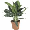 Kolbenfaden FloraSelf Aglaonema 'Silver Splash' H 40-60 Cm Ø 17 Cm Topf -Florasellf Geschaft DV 8 10496719 01 4c DE 20220113081750