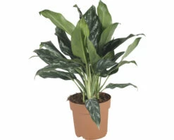 Kolbenfaden FloraSelf Aglaonema 'Silver Splash' H 40-60 Cm Ø 17 Cm Topf