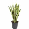 Bogenhanf FloraSelf Sansevieria Trifasciata 'Laurentii' H 80-90 Cm Ø 24 Cm Topf -Florasellf Geschaft DV 8 10496730 01 4c DE 20220111051652