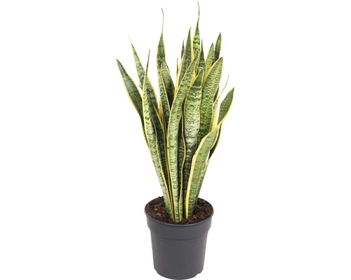 Bogenhanf FloraSelf Sansevieria Trifasciata 'Laurentii' H 80-90 Cm Ø 24 Cm Topf 3 Bogenhanf FloraSelf Sansevieria Trifasciata 'Laurentii' H 80-90 Cm Ø 24 Cm Topf
