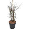 Zierquitte FloraSelf Chaenomeles Speciosa 'Red Joy' H 40-60 Cm Co 4,5 L