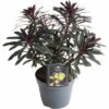 Wolfsmilch Rot FloraSelf Euphorbia Amygdaloides 'Purpurea' H 5-50 Cm T 15 Cm -Florasellf Geschaft DV 8 10506213 01 4c DE 20230202144654