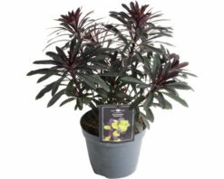 Wolfsmilch Rot FloraSelf Euphorbia Amygdaloides 'Purpurea' H 5-50 Cm T 15 Cm