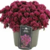 Purpurfettblatt FloraSelf Sedum 'Deep Rose' H 5-15 Cm Co 3 L 1 Purpurfettblatt FloraSelf Sedum 'Deep Rose' H 5-15 Cm Co 3 L -Florasellf Geschaft DV 8 10506216 01 4c DE 20220721084652