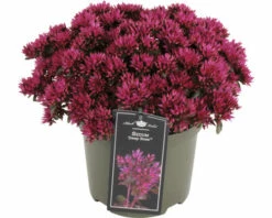 Purpurfettblatt FloraSelf Sedum 'Deep Rose' H 5-15 Cm Co 3 L