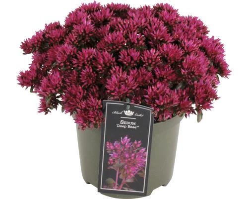 Purpurfettblatt FloraSelf Sedum 'Deep Rose' H 5-15 Cm Co 3 L 3 Purpurfettblatt FloraSelf Sedum 'Deep Rose' H 5-15 Cm Co 3 L