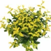 Leuchtend Gelbe Kriechspindel FloraSelf Euonymus Fort. GOLDMINE ® H 25-30 Cm Co 5 L Buschig -Florasellf Geschaft DV 8 10507737 01 4c DE 20220309102805