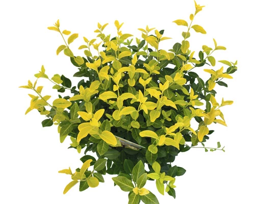 Leuchtend Gelbe Kriechspindel FloraSelf Euonymus Fort. GOLDMINE ® H 25-30 Cm Co 5 L Buschig 3 Leuchtend Gelbe Kriechspindel FloraSelf Euonymus Fort. GOLDMINE ® H 25-30 Cm Co 5 L Buschig