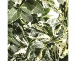 Kriechspindel FloraSelf Euonymus Fortunei 'Harlequin' H 20-25 Cm Co 2 L (3 Stk.) 8 Kriechspindel FloraSelf Euonymus Fortunei 'Harlequin' H 20-25 Cm Co 2 L (3 Stk.) -Florasellf Geschaft DV 8 10507738 01 4c DE 20220222125046 1